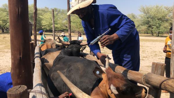 Namibias foot and mouth disease outbreak