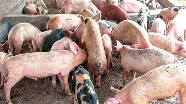Ogun pig farmers report more than ₦5 billion in losses